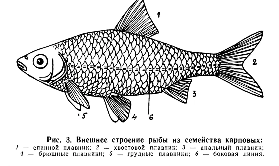 Схема внешнего строения рыбы