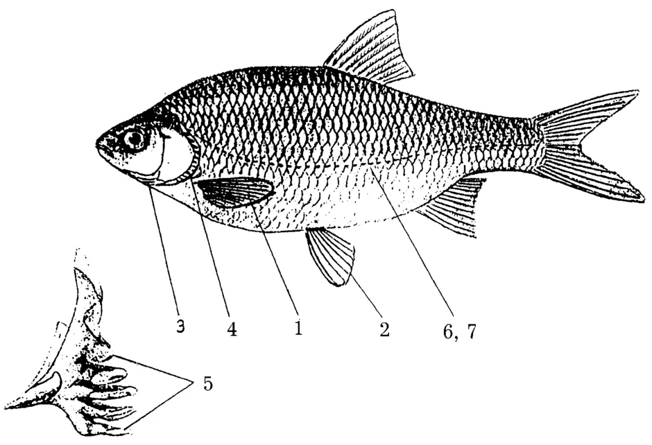 Части тела рыбы картинка для детей