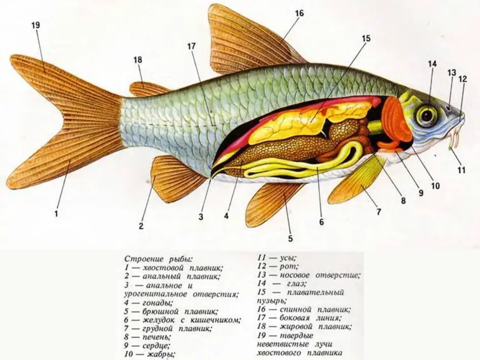 Внутреннее строение рыбы 7 класс рисунок с подписями