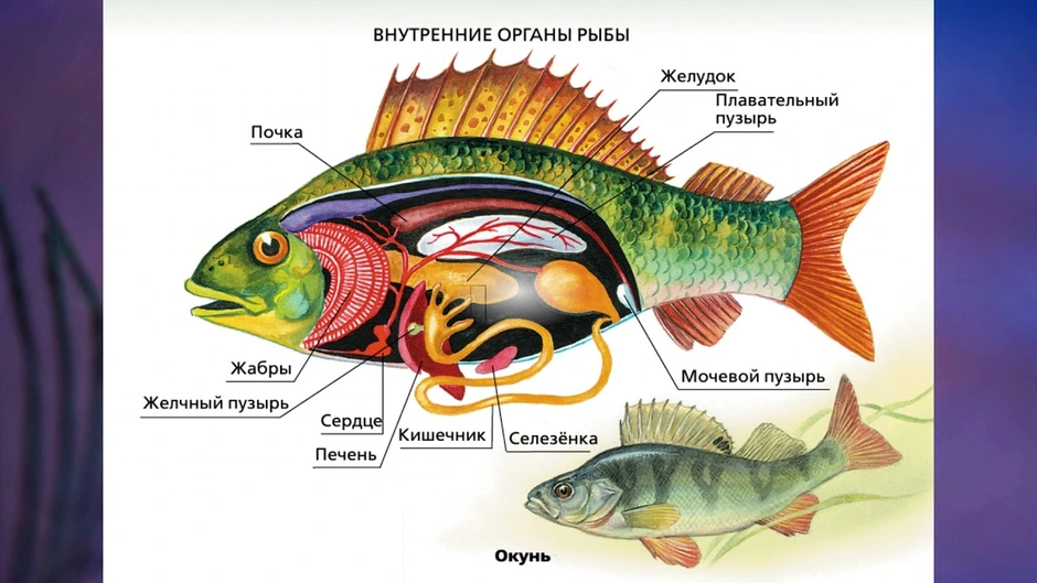 Строение рыбы картинка