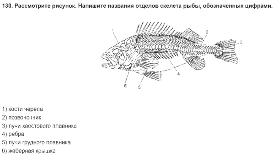 Внутренний скелет костной рыбы. Скелет костной рыбы 7 класс биология. Скелет костной рыбы схема. Внутреннее строение рыбы скелет. Скелет костистой рыбы отделы.