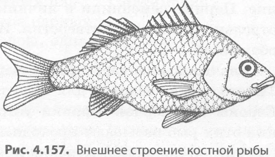 Внешние на рисунке 1 1. Внешнее строение костной рыбы рисунок. Строение рыбы рисунок. Рисунок тела рыбы. Строение рыбы без подписей.