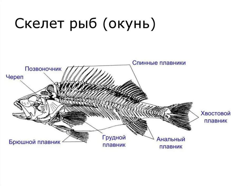 Скелет рыб 7 класс. Строение скелета речного окуня. Осевой скелет рыб. Осевой скелет окуня. Скелет речного окуня рисунок с подписями.