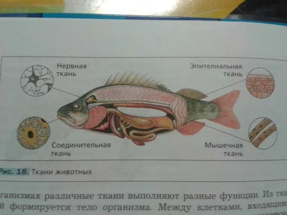 Биология про рыб 7 класс. Внутреннее строение рыбы. Строение тканей рыбы. Ткани рыбы биология 5 класс. Внешнее строение животных тканей.