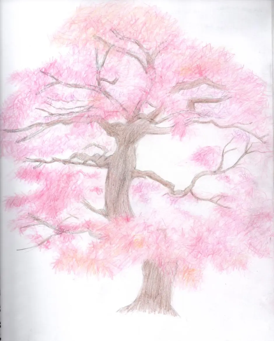 Как нарисовать дерево сакуры. Сакура рисунок. Рисование дерева Сакуры. Поэтапное рисование дерева Сакуры. Дерево Сакура карандашом.