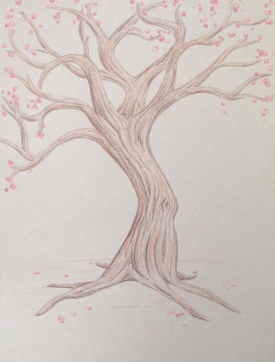 Как нарисовать дерево сакуры. Красивые деревья для рисования. Рисование дерева Сакуры. Дерево для срисовки. Красивое дерево для срисовки.