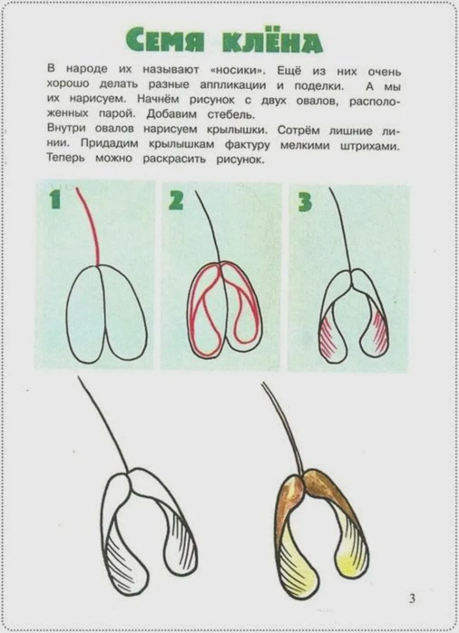 Семечко клена рисунок