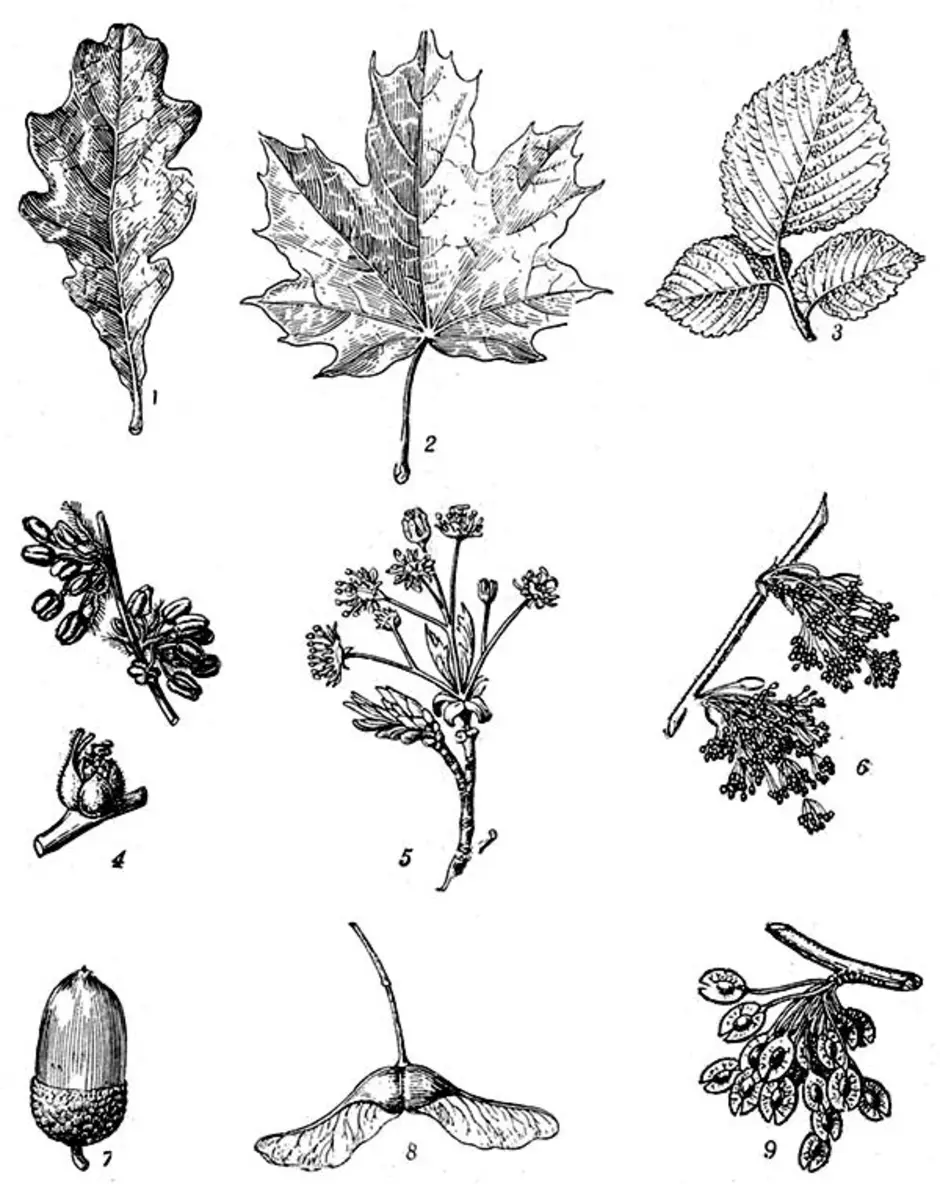 плоды и семена деревьев картинки с названиями