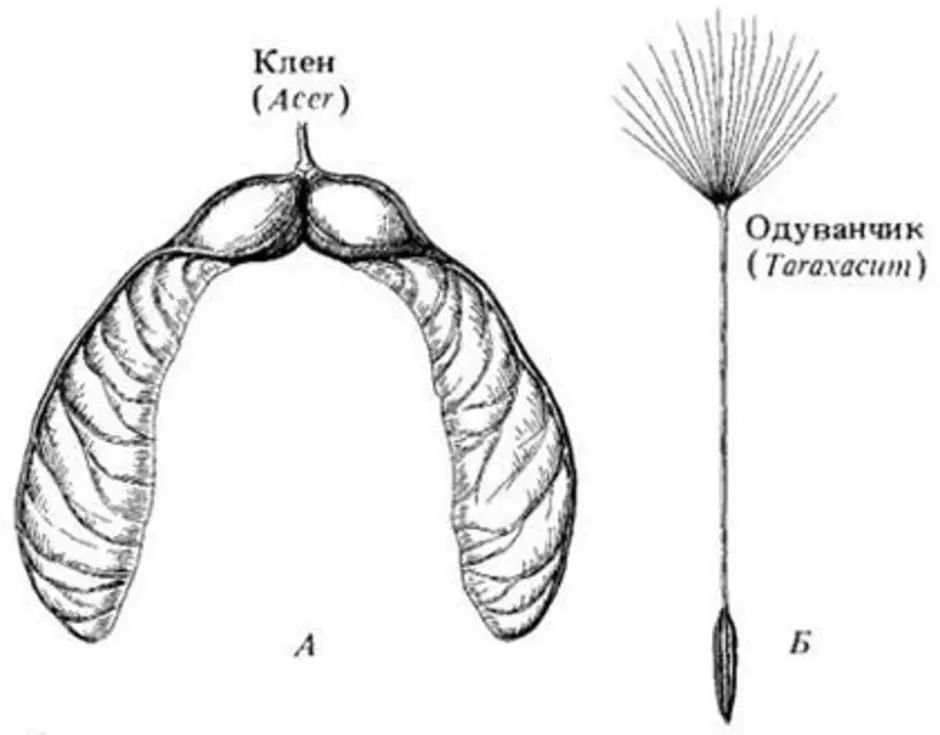 Семечко клена рисунок