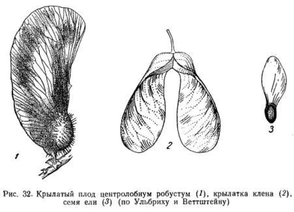 Семечко клена рисунок