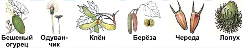 Береза распространяется ветром. Строение плода клена. Строение плода клена рисунок. Строение плодов череды. Строение плодов клена.