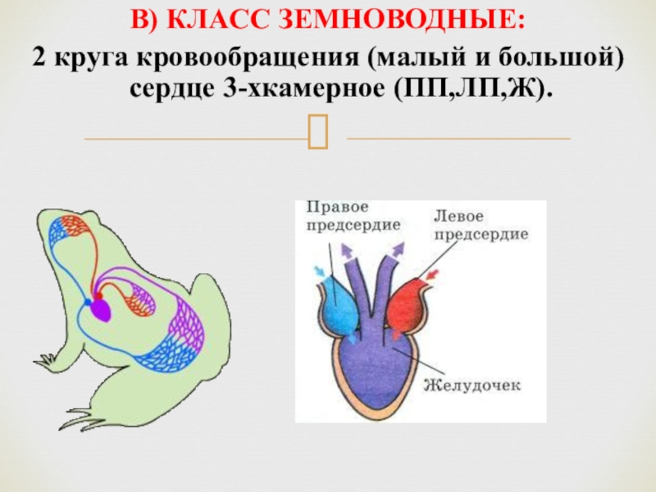 У пресмыкающихся трехкамерное сердце без перегородки. Кровеносная система амфибий схема. Кровеносная система система лягушки. Кровеносная система земноводных схема. Малый круг кровообращения лягушки схема.