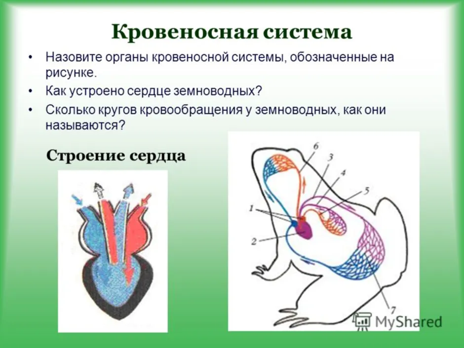 Характеристика сердца земноводных. Кровеносная система земноводных 7 класс. Строение кровеносной системы амфибий схема. Земноводные кровеносная система схема. Система кровообращения лягу.