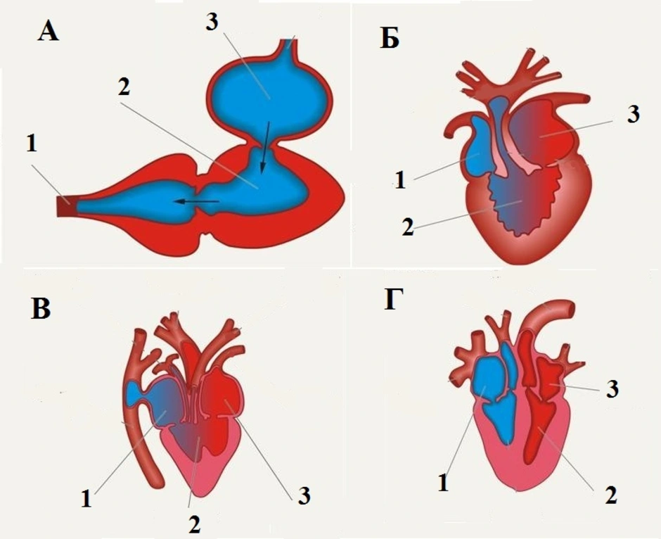 Эволюция сердца у земноводных. Пресмыкающиеся строение сердца. Строение сердца пресмыкающихся схема. Схема строения сердца рептилий. Кровеносная система крокодила схема.