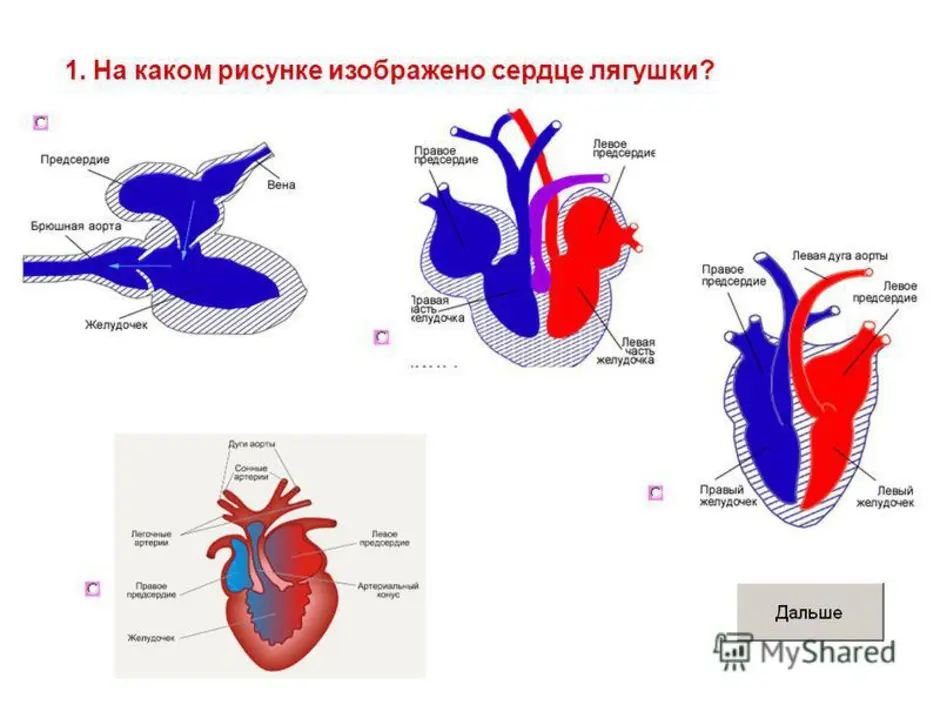 Отделы сердца пресмыкающиеся. Схема строения сердца земноводного. Схема строения сердца земноводных. Земноводные строение сердца. Сердце земноводных схема.