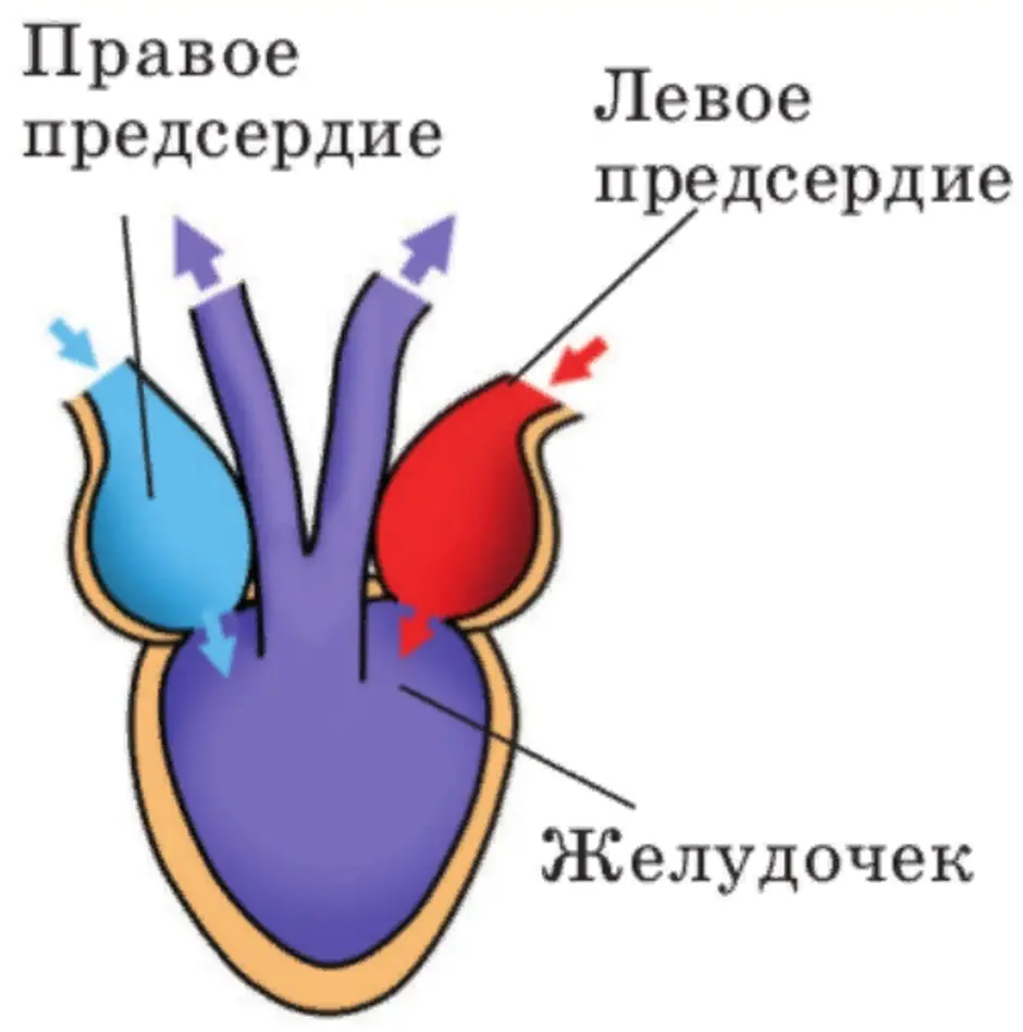 Предсердие у животных. Схема строения сердца лягушки. Схема строения сердца земноводного. Схема строения сердца земноводных. Сердце земноводного (трехкамерное).