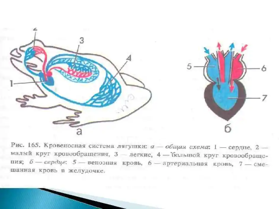 Сердце амфибий круги кровообращения. Кровеносная система лягушки 7 класс. Схема кровеносной системы лягушки. Строение сердца и кровеносной системы лягушки. Кровеносная система лягушки 7 класс биология.