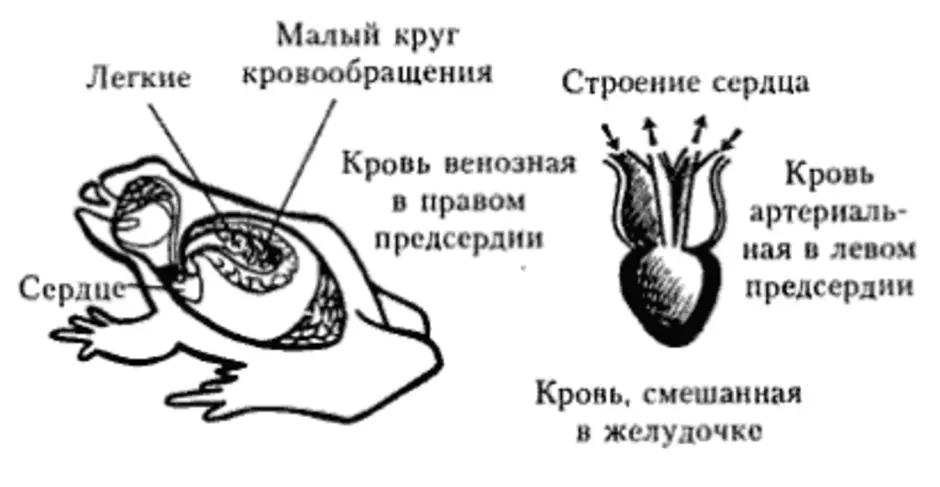 Сердце амфибий круги кровообращения