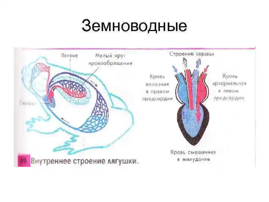 Кровь в сердце у земноводных. Система кровообращения земноводных схема. Кровообращение строение сердца земноводных. Круги кровообращения лягушки. Схема строения кровеносной системы земноводных.