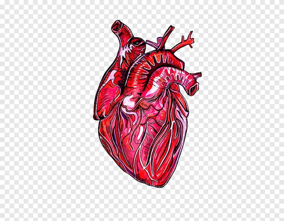 Орган сердце человека рисунок. Сердце анатомия.