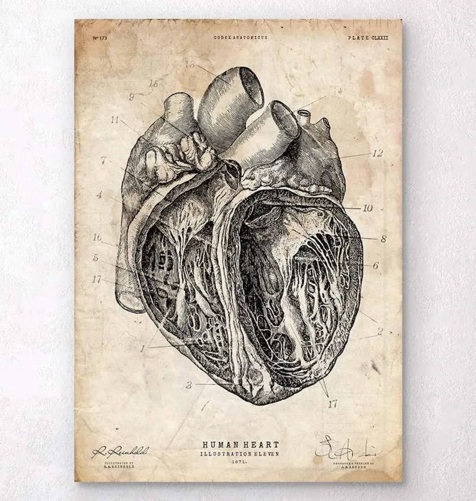 Сердце человека литература. Сердце анатомия. Сердце анатомия гравюра. Анатомические зарисовки.