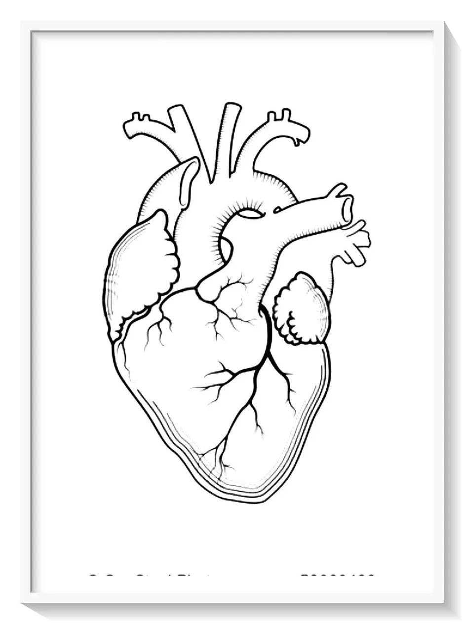 Анатомическое сердце рисунок