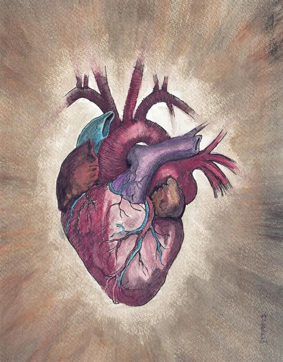 Орган сердце человека рисунок. Сердце анатомия референс. Сердце рисунок.