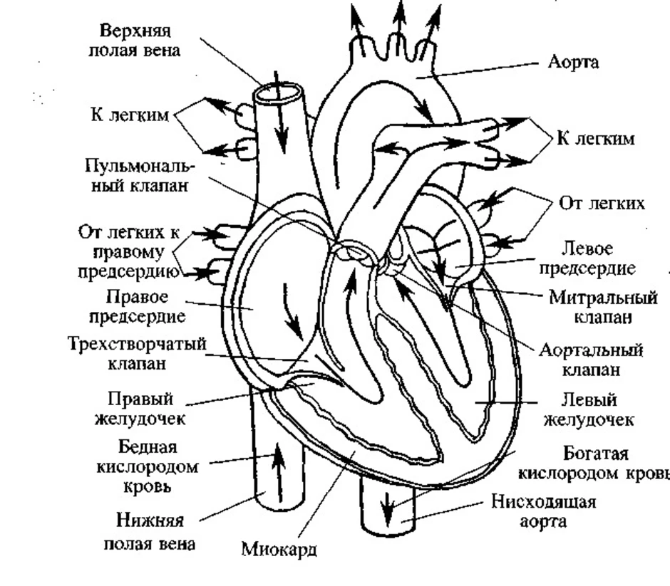 Рисунок сердце анатомия человека с подписями анатомия