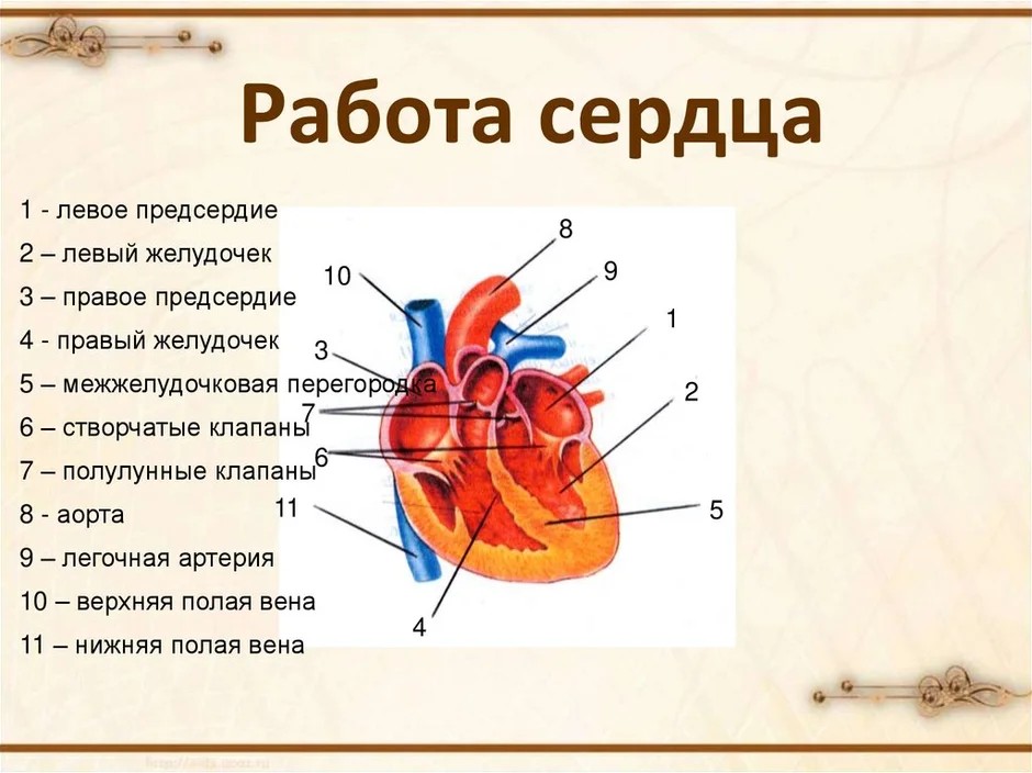 Картинка сердца биология егэ