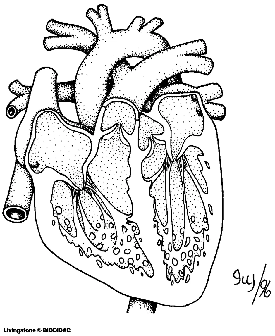Строение сердца чб рисунок