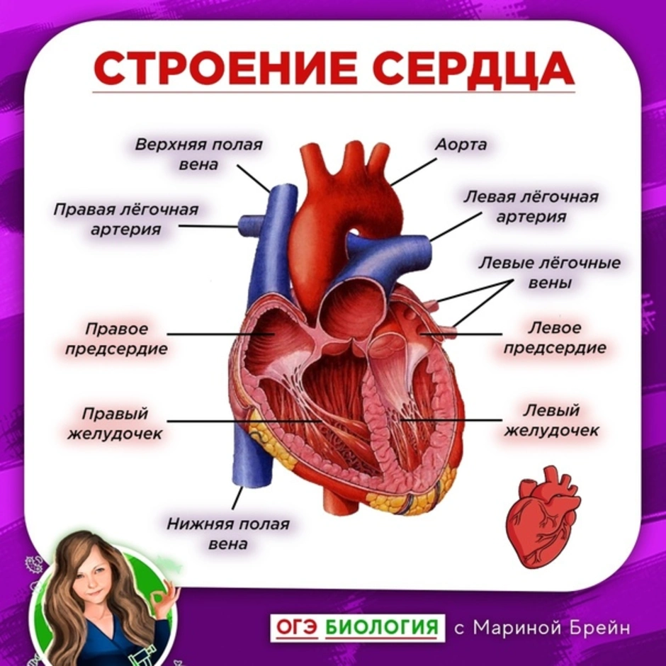 Биология человека подвергается предложение 1. Строение сердца человека ЕГЭ биология. Строение сердца анатомия. Внутреннее строение сердца. Анатомические структуры сердца.