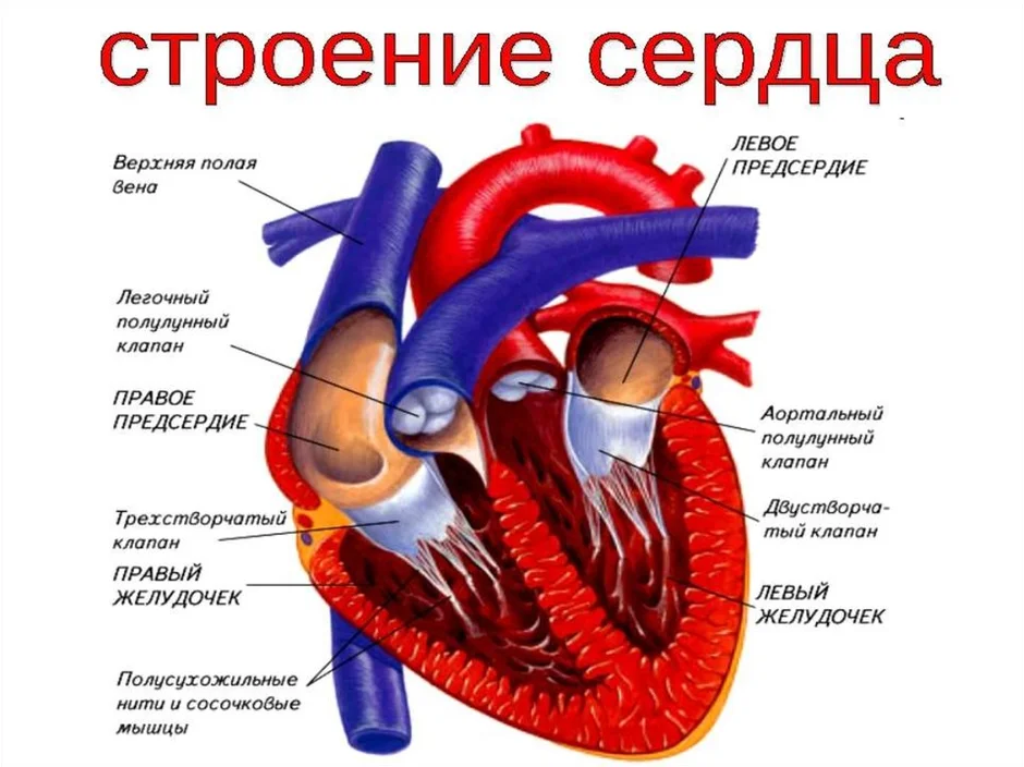 Строение сердца человека рисунок с подписями 9 класс