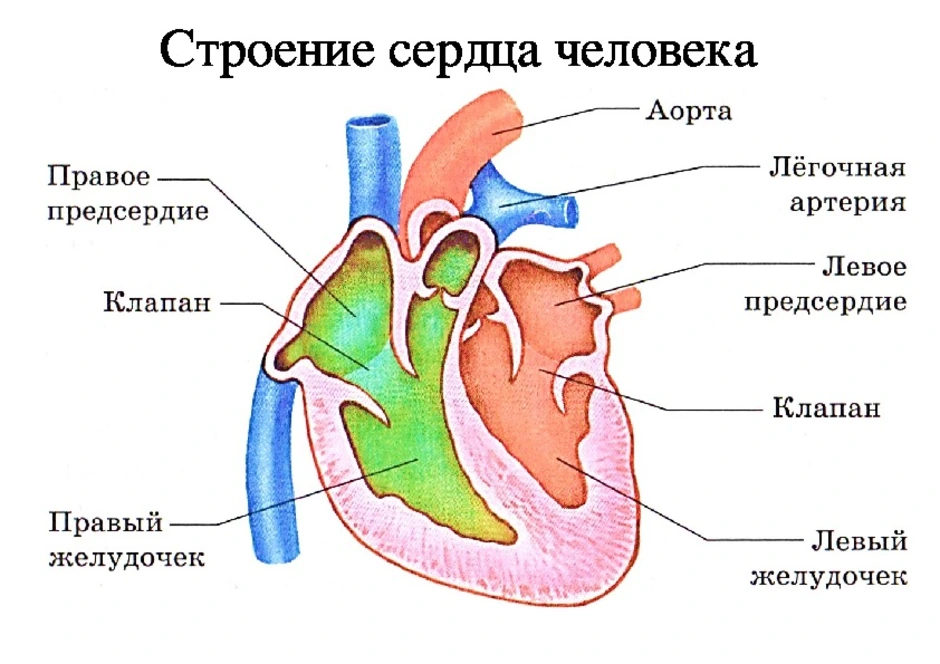Какая структура сердца человека изображена на рисунке. Схематическое строение сердца анатомия. Схема сердца биология. Схема строения сердца картинки. Схема строения сердца 3 класс.