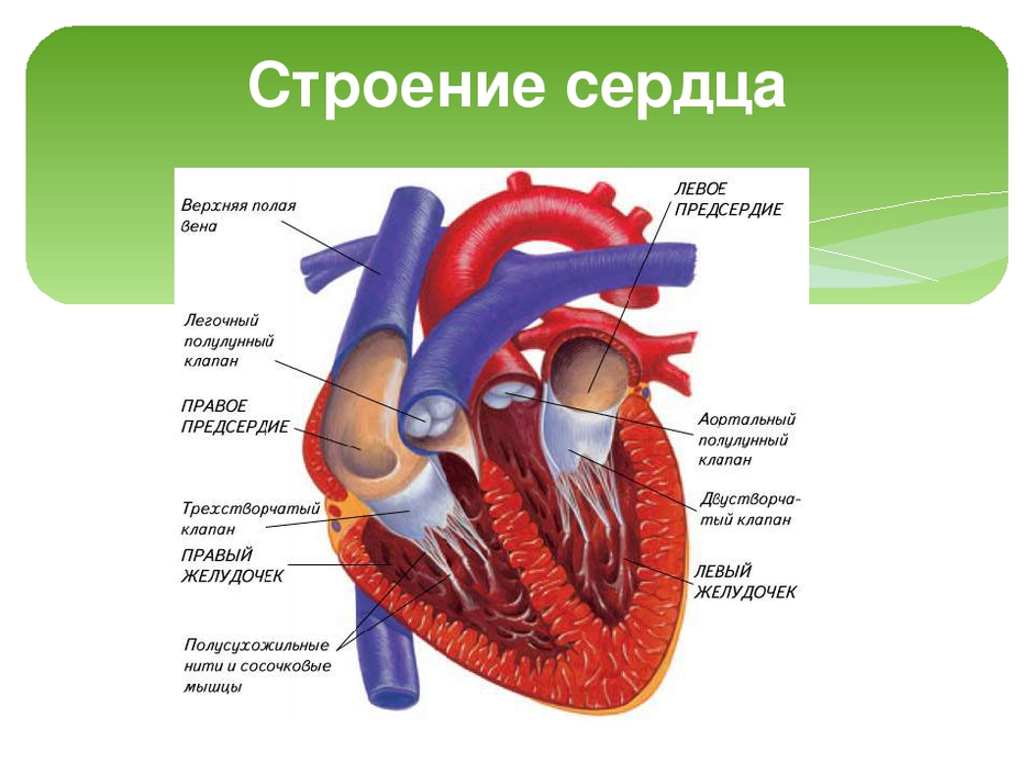 Строение сердца на рисунке