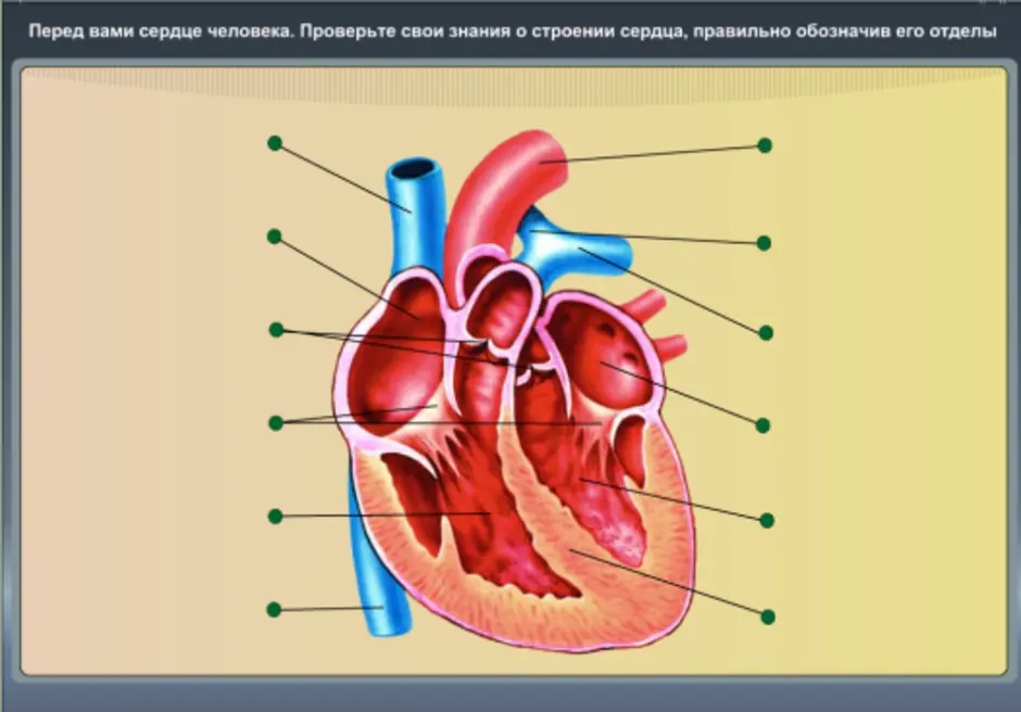 Рисунок биология 8 класс