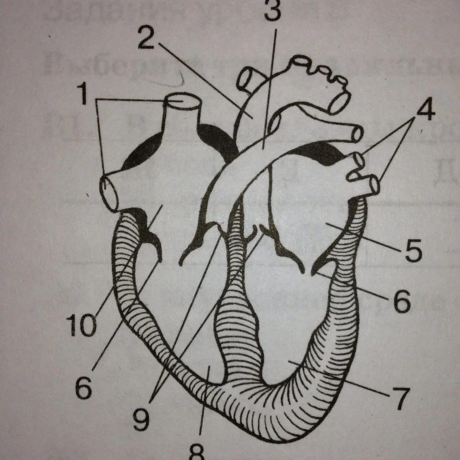 Строение сердца человека рисунок без подписей 8 класс