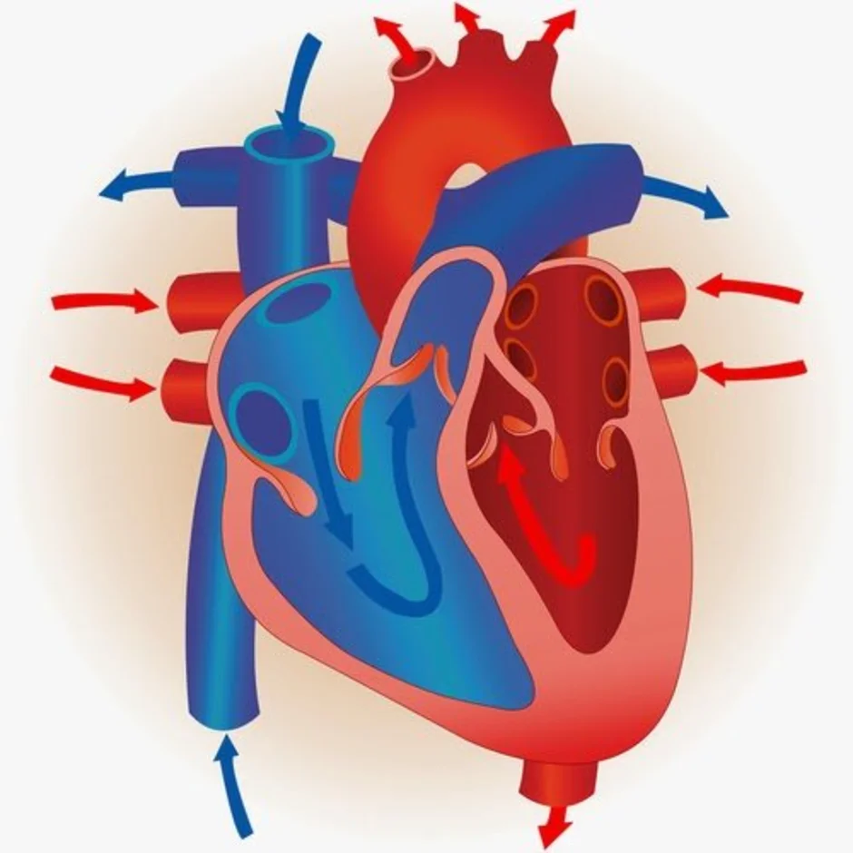 Работа сердца рисунок. Сердце биология. Сердце человека биология. Сердце человека без подписей. Сердце анатомия без подписей.