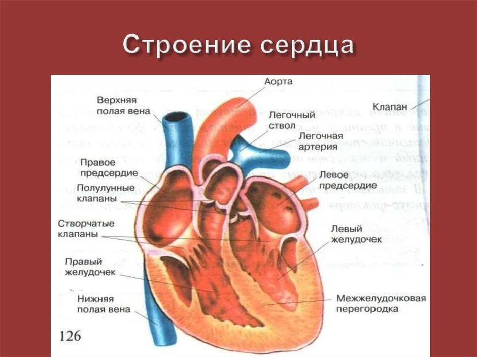 Сердце биология тест. Строение сердца. Строение сердца человека. Строение сердца с подписями.