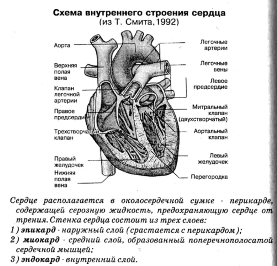 Биология человека егэ. Строение сердца человека ЕГЭ биология. Структуры внутреннего строения сердца. ЕГЭ биология анатомия строение сердца. Строение сердца схема.