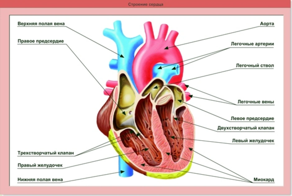 Строение сердца человека рисунок с подписями 8 класс