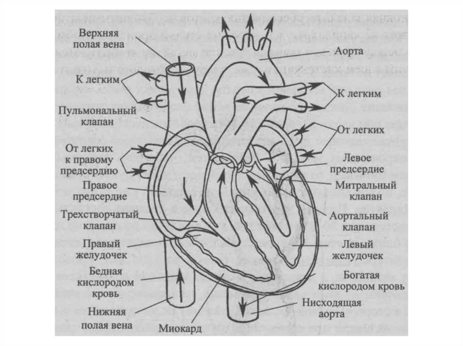 Сердце биология тест. Строение сердца схема. Сердце раскраска биология. Сердце рисунок биология.