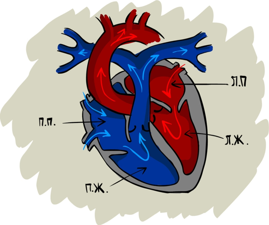 Строение сердца человека рисунок с подписями на русском