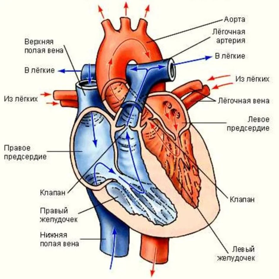 Строение сердца человека схема с подписями