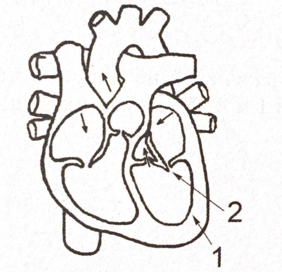 Какая структура сердца человека изображена на рисунке. Схема сердца человека биология 8 класс. Сердце ЕГЭ биология. Строение сердца человека схематично. Строение сердца человека ЕГЭ биология.