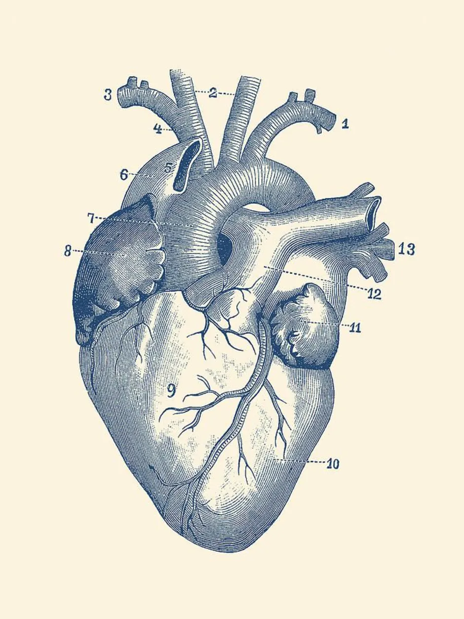 Какая структура сердца человека изображена на рисунке. Строение человеческого сердца. Анатомическое строение сердца. Строение сердца человека схема.