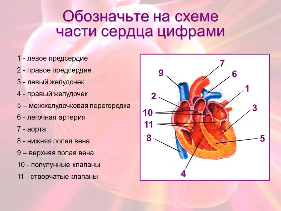 Сердце картинка биология