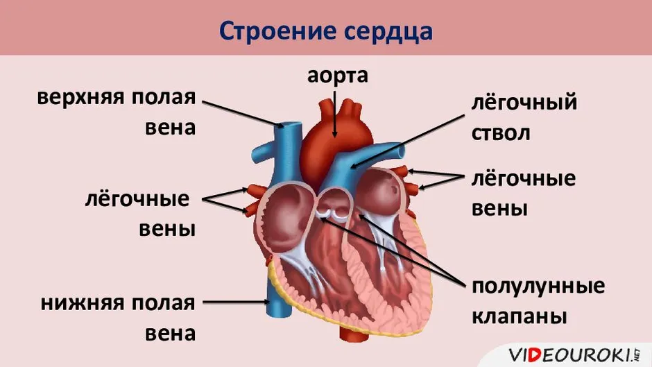 Строение сердца человека рисунок 8 класс