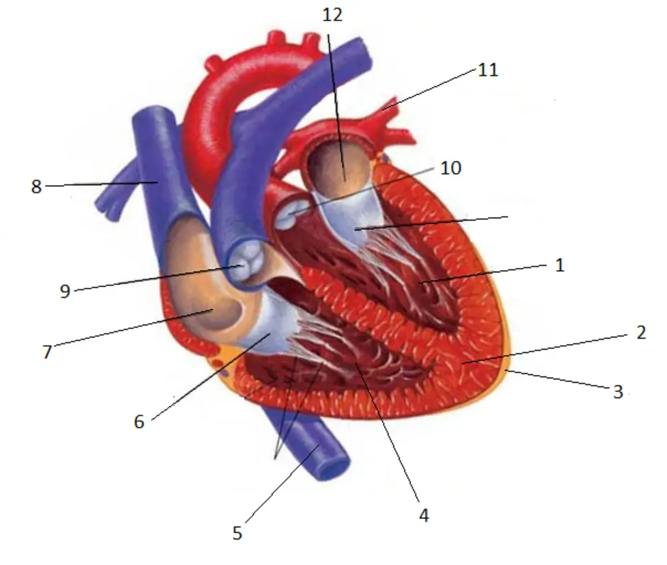 Без анатомия. Биология анатомия человека сердце. Строение сердца анатомия без подписей. Рис 41 строение сердца. Строение сердца человека рис 41.