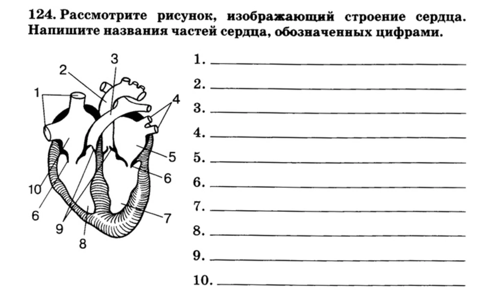 Назовите структуры сердца обозначенные на рисунке цифрами 1 2 объясните их функции