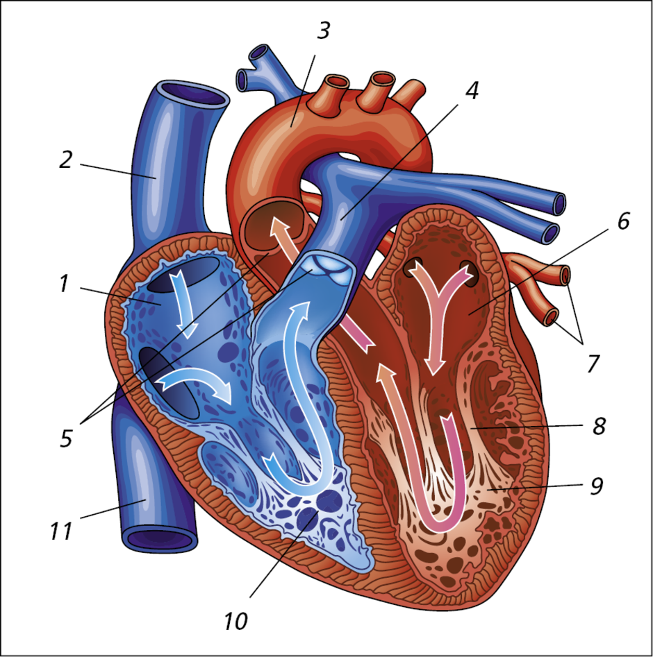 Срез сердца человека. Строение сердца 8 класс биология. Биология анатомия человека сердце. Строение человеческого сердца. Строение сердца человека 8 класс биология.
